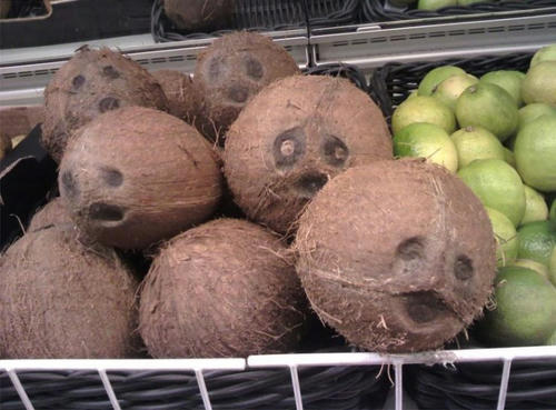 coconuts-are-screaming.jpg