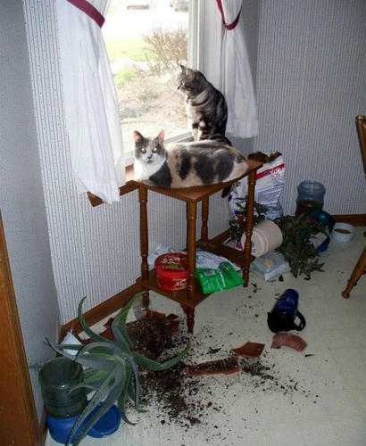 cats-vs-plants.jpg