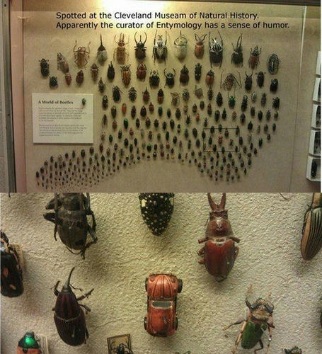 the-world-of-beetles.jpg