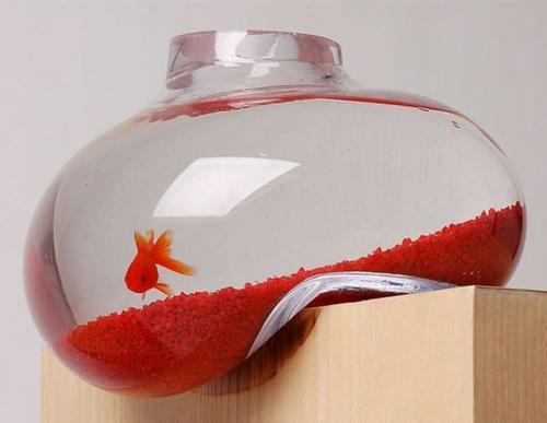 a-goldfish-tank-is-falling-down.jpg