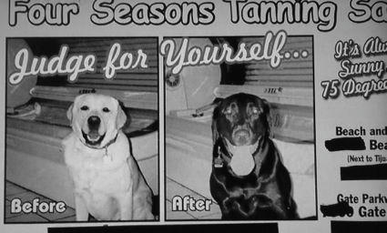 a-tanning-dog-before-after.jpg