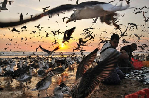 birds-vs-fishermen.jpg