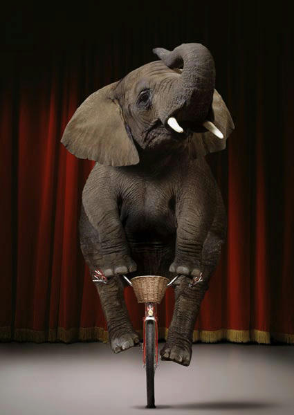 elephant-can-ride-a-bike.jpg