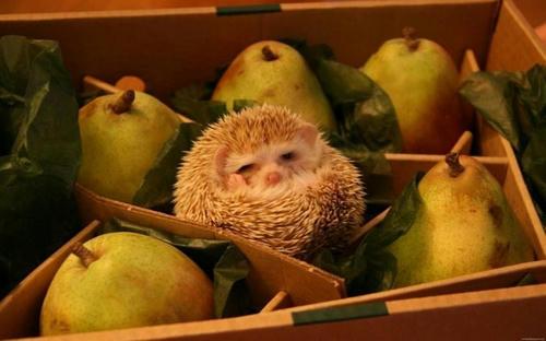pears-and-a-hedgehog.jpg