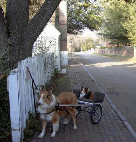 dog-buggy.jpg