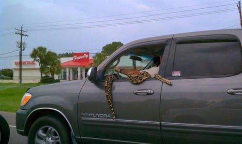 a-snake-in-a-car.jpg