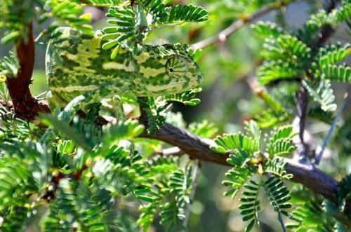 a-chameleon-is-here.jpg