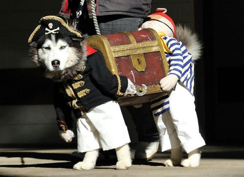 the-pirate-dog.jpg