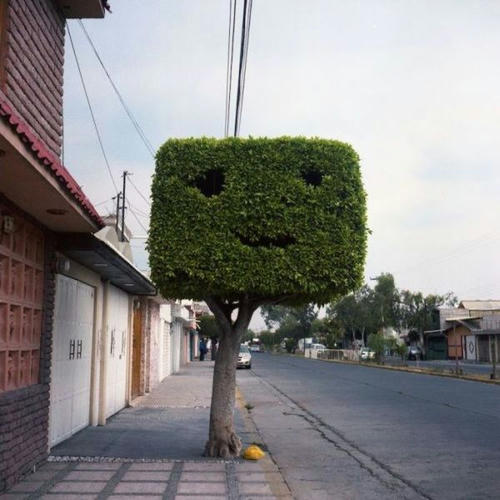 danbo-tree.jpg