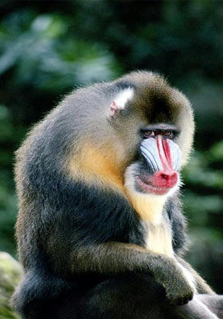 real-mandrill.jpg