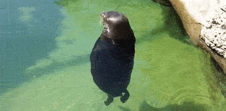 a-guruguru-seal.gif