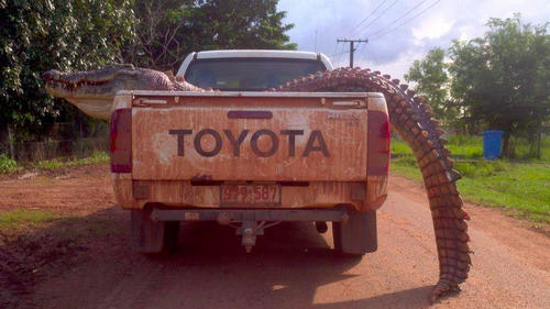 a-huge-gator-on-toyota.png
