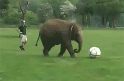 a-soccer-elephant.gif