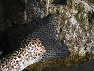 IMGP1413.jpg