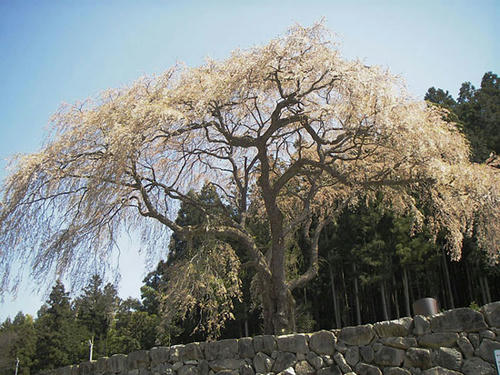 IMGP3244.jpg