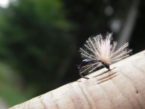 IMGP2654.jpg