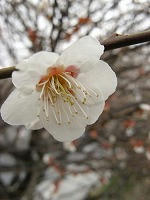 IMG_4171.jpg