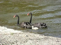 IMG_4479.jpg