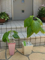 IMG_4890.jpg