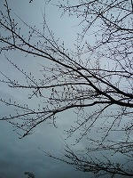 20090322153647.jpg
