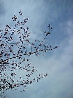 DSC00215.jpg