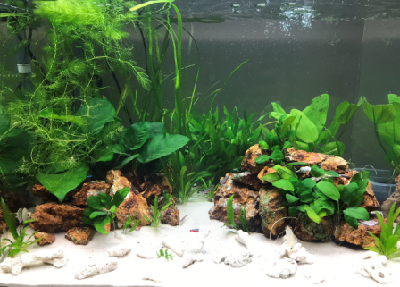 60cmアクリル水槽