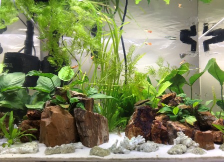 60cmアクリル水槽
