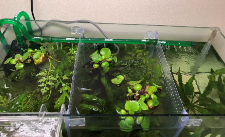 60cm水槽