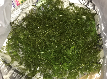 水草トリミング
