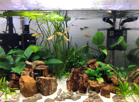60cm水槽