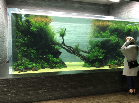 すみだ水族館ADA水槽