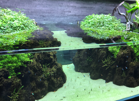 すみだ水族館ADA水槽
