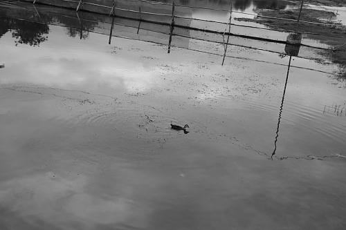 IMG_0637ls.JPG