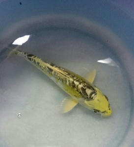 変わり鯉 錦鯉blog ブログ 水槽 チビ池で飼育中