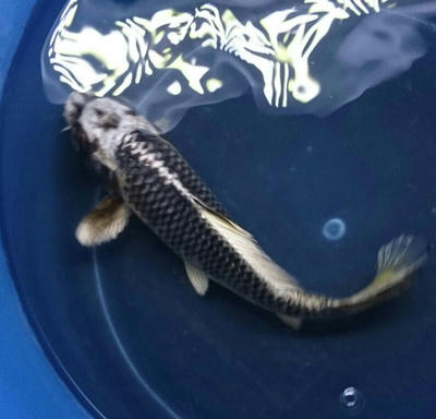 変わり鯉 銀兜 錦鯉blog ブログ 水槽 チビ池で飼育中