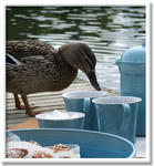 お店のホームページ「Bildgalleri」より