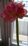 アマリリス咲きました