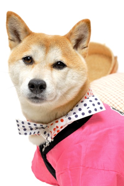商品写真
