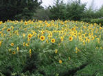 2008_08280077.JPG