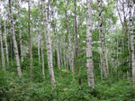 2008_08280131.JPG