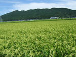 2008_08280261.JPG