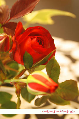 _MG_6762.jpg
