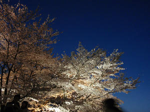 夜桜