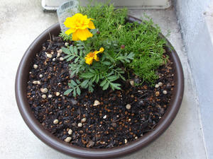 P5171004-s.jpg