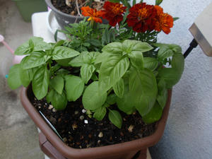 P5171005-s.jpg