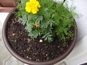 P5271008-s.jpg