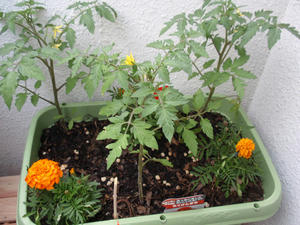 P5271011-s.jpg