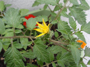 P5271012-s.jpg