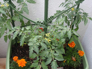 P6071021-s.jpg