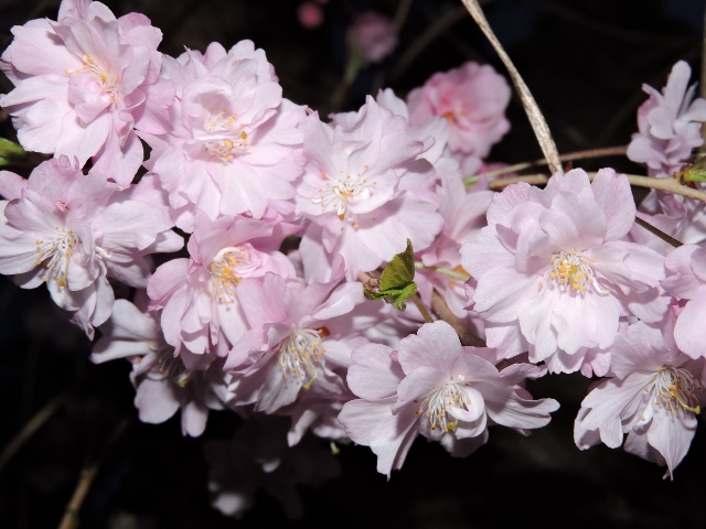 夜桜
